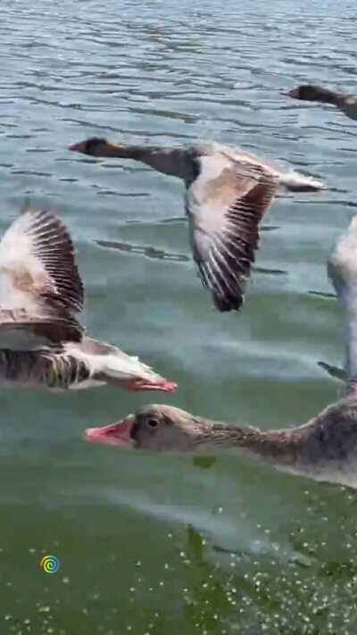 The geese caught up and braked the motor boat