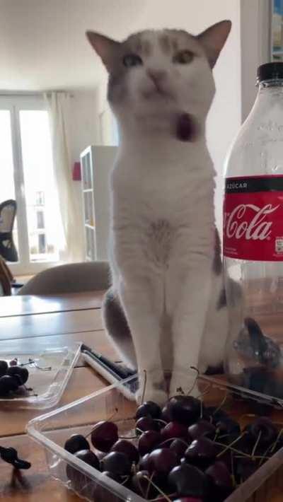 She loves to play with, not eat, cherries.