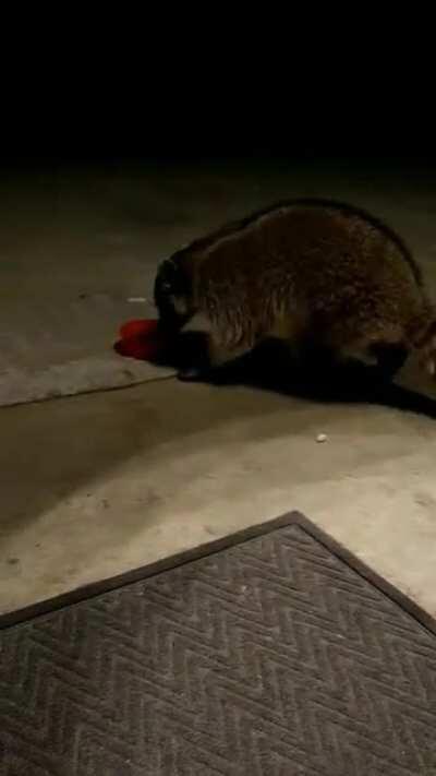Raccoon thanking me for putting out some food for them