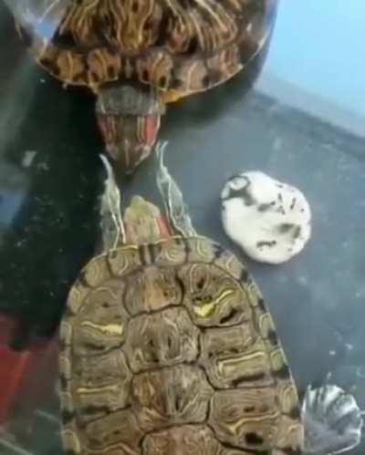 Turtle slap on the face