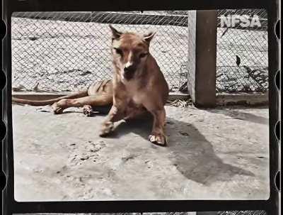 Recently colourised footage of the last surviving Tasmanian Tiger (Thylacine) taken in 1933 at Hobart's Beaumaris Zoo