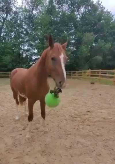 Horses can be sometimes dangerous