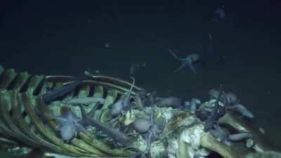 Octopuses with a whale corpse on the ocean floor