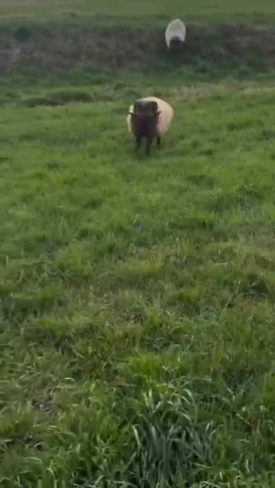 Sandmann's dancing is a little unconventional