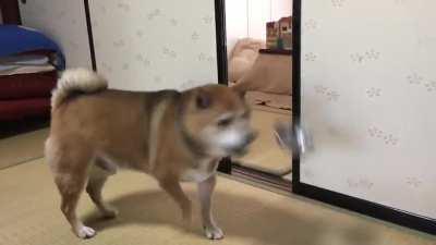 Where's my food, dammit!