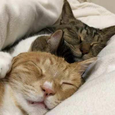 This level of cuteness is impossible