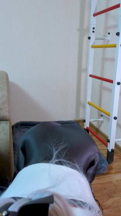 This silly pet doesn’t understand that her master doesn’t allow her to stand on her back legs