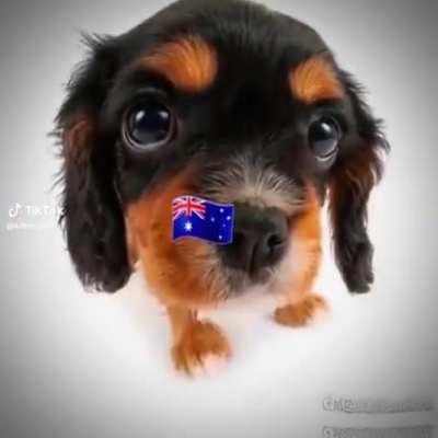 Hail hitler ðð©ðª