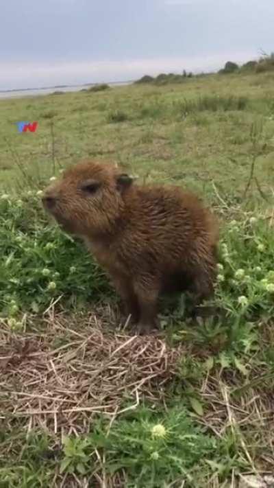 Argentine carpincho baby