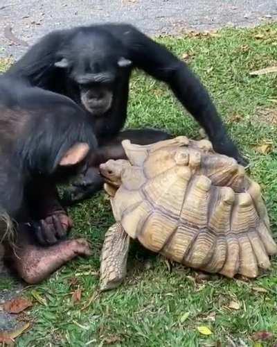 Ape, sharing tendie with a relative who was too slow to get into GME.
