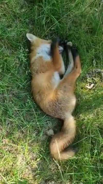 Petting a sleeping fox