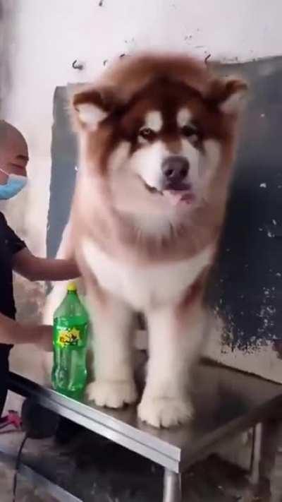 Huge doggo gets brushed