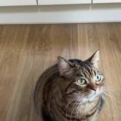 Звуки жирной корейской кошки