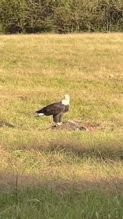 🔥 Afternoon snack - Virginia bald eagle eating a deer carcass