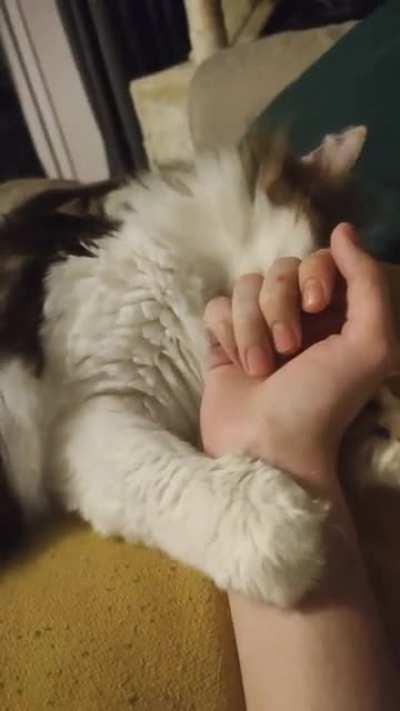 I just washed my hands with lemon scented soap. He loves lemon.