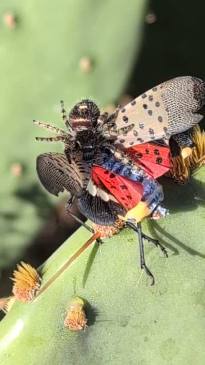 Spider feeding on aspotted lanternfly
