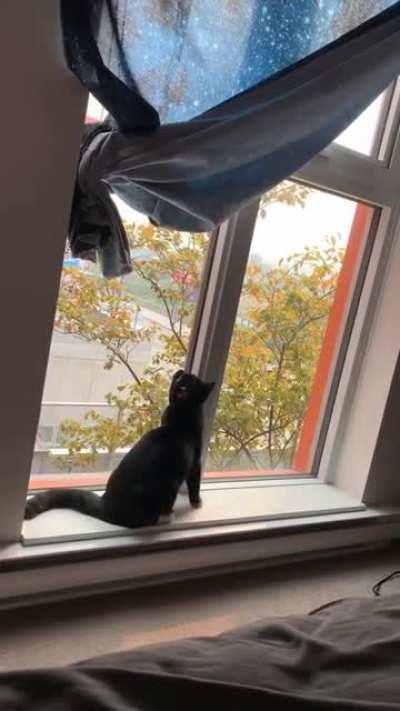 Was trying to get a video of her attacking a moth, but got this instead