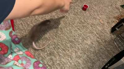 My adorable pet rat Crumb is learning to stack cups!