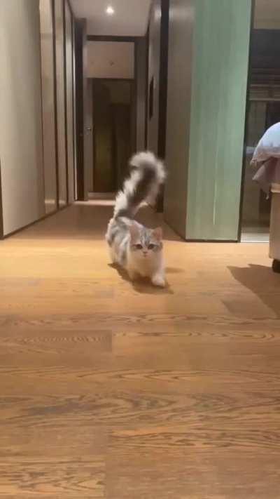 Fluff is minding his own business