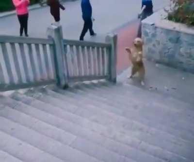 When you forgot to Dog