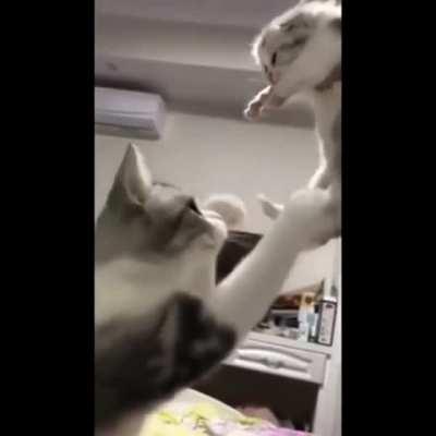 Overprotective Mama Cat