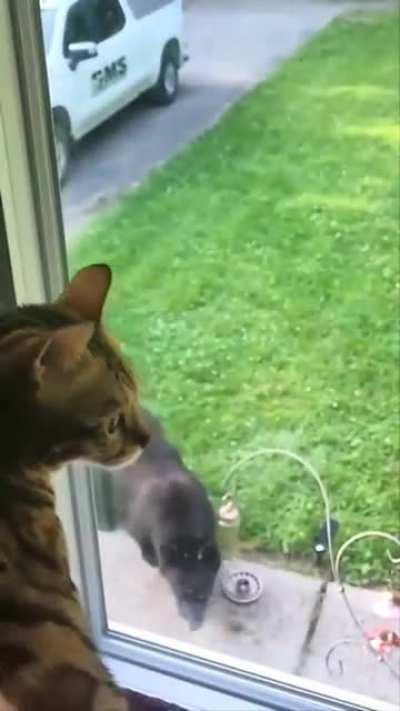 Cat sees a bear for the first time