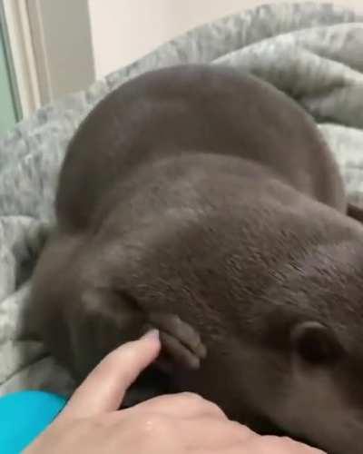 I come back with gifts of more otter videos.