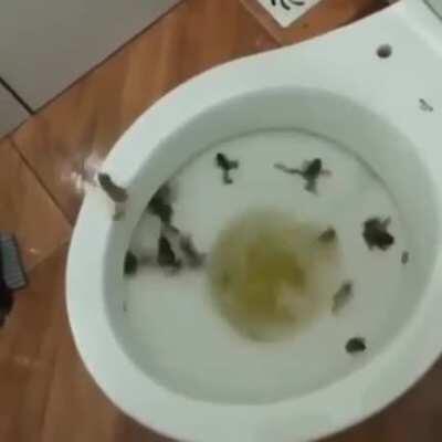Cursed Toilet