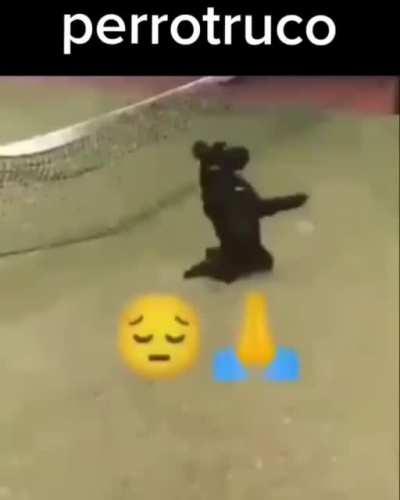 perrotruco😳🙏