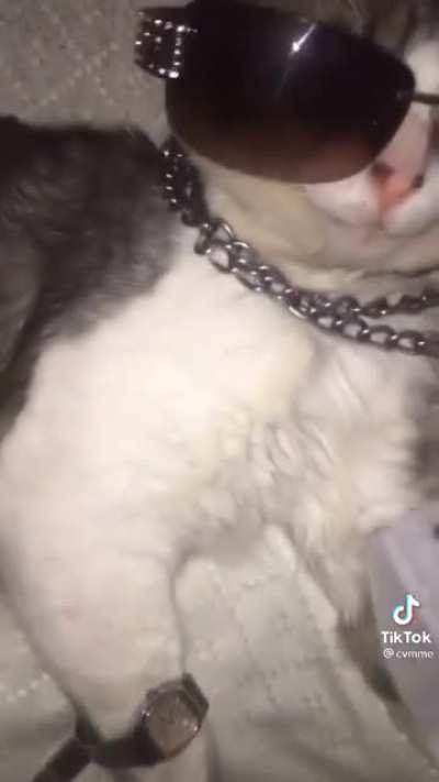 Big dripping cat 😮‍💨