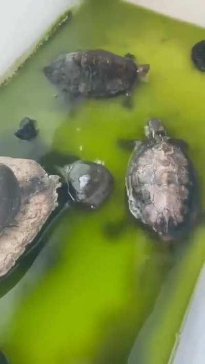 Squirtle being a bully