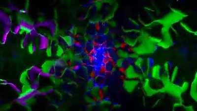 [A] Slightly perfect plant life loop