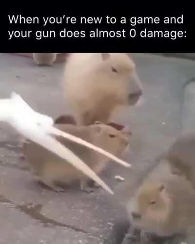 animols are wholesome