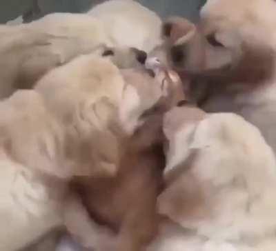 A Pack OF blooDThIRsty HOundS eAt pOOR KiTTEn AlIve!