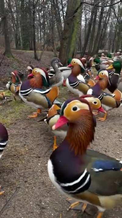 Mandarin Ducks Are Symbols of Love and Fidelity