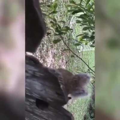 This poor Squirrel is trapped in this fence by his own nutsack.