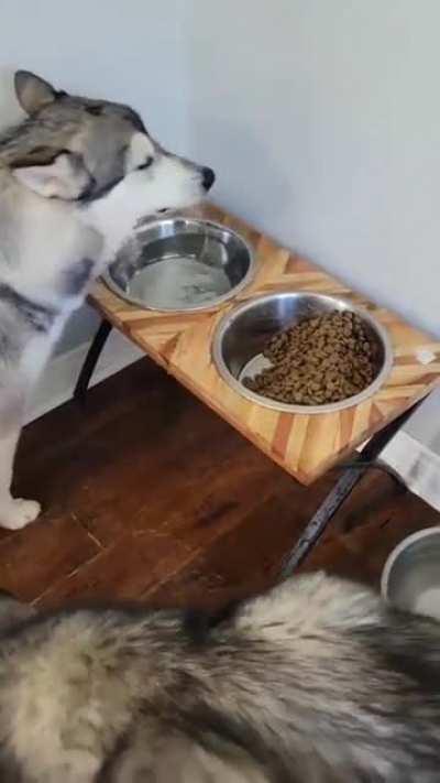 Delicious water... must gobble it up