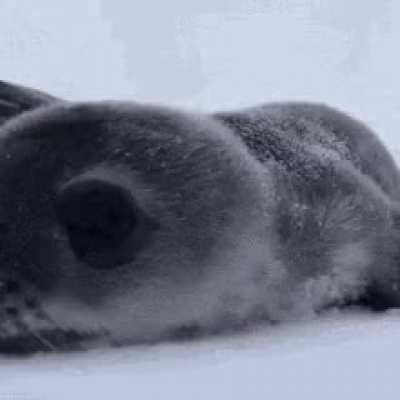 Baby seal checking out a wildlife photographer