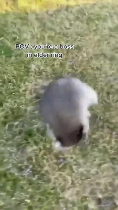 roll roll roll .. ankle bite (quick R1) .. roll again