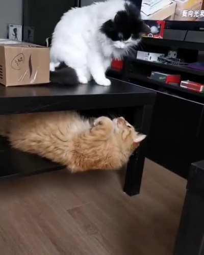 Thought he/she was gonna be safe hiding under the table😹.