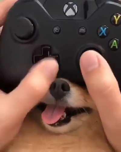 Xbox dog