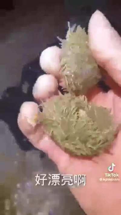 That's a lot of free food