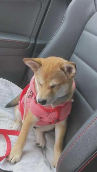 New co-pilot fell asleep on the job