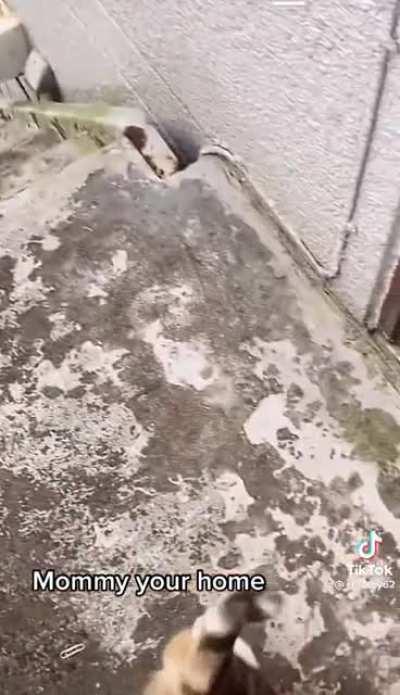 Cat happy to see momma. Yells loudly