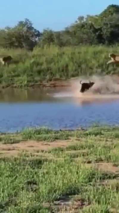 Wildebeest Ninja runs on the heads of his enemies