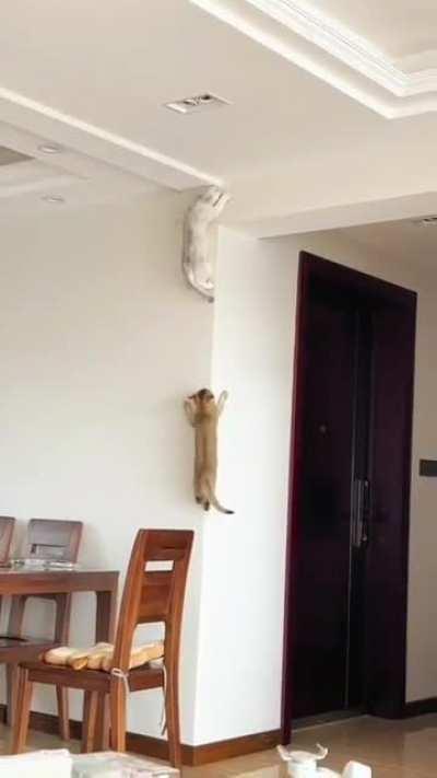 A mix of parkour's, spider's and cat's soul