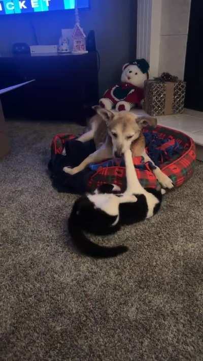 Mom what do I do ?? Help me. (Recorded my my wife).