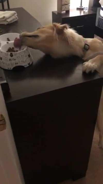 “Oh heyyy, yea, no, I totally wasn’t just eating the cat food”