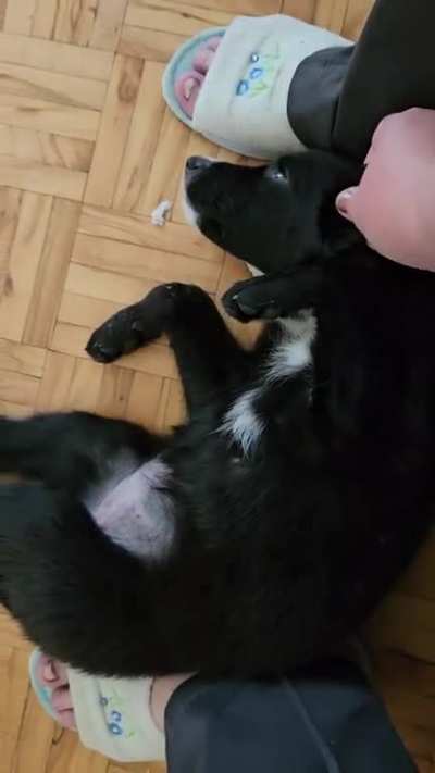 Adopted Stella 3 days ago, I dare say she's liking it here.