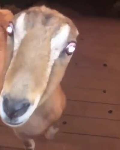 cursed_goat